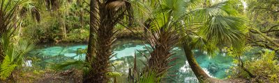 Fern Hammock