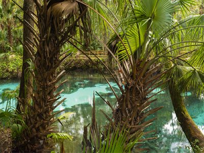 Fern Hammock