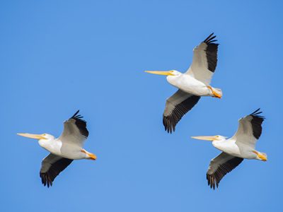 They Think They're Eagles
