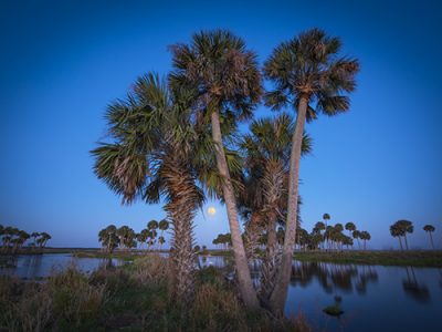 Florida Moon