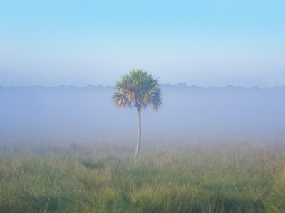 Morning Palm