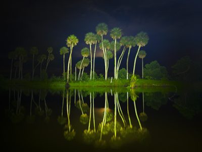 Night Palms