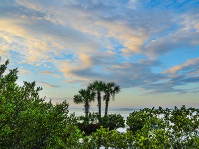 Indian River Palms and Mangrove