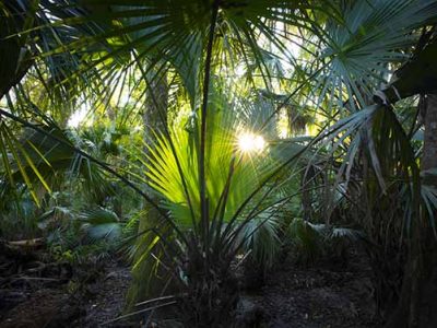 Swamp Light