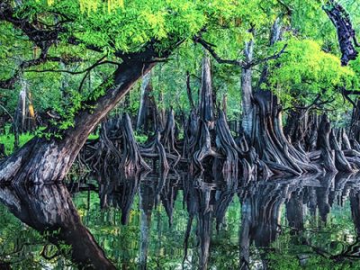 April Cypress