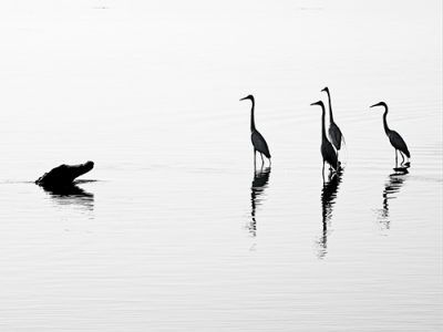 Gator Walks Into A Bird Bar....