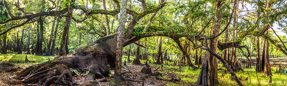 A Very Old Oak