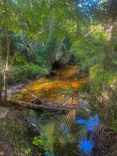 Florida Gold
