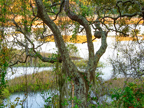 Along The Matanzas River