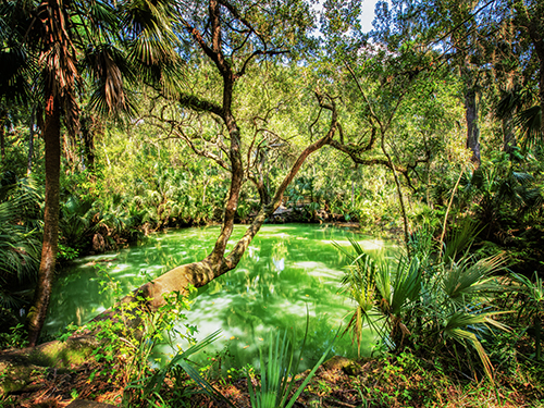 Green Spring