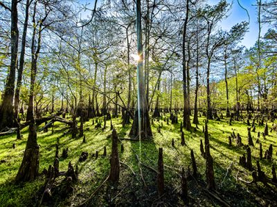 Cypress Morning