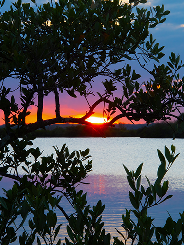 Mangrove Sunset