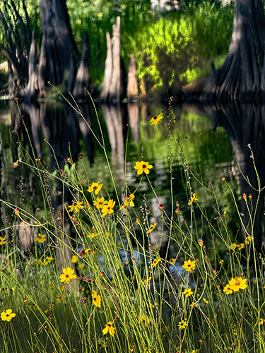 Deep Creek Bloom