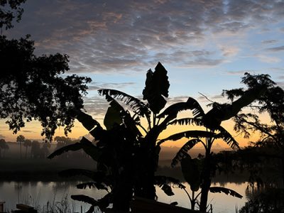 Sunrise Silhouettes
