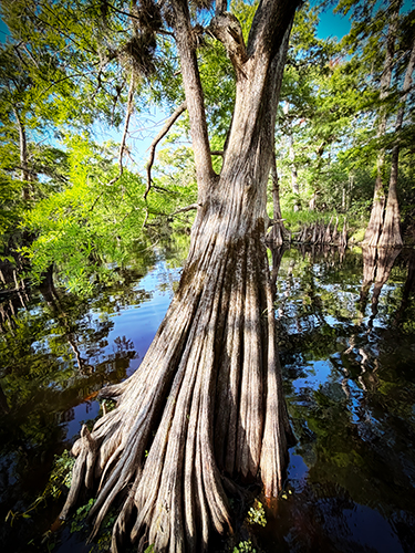 Cypress With An Attitude